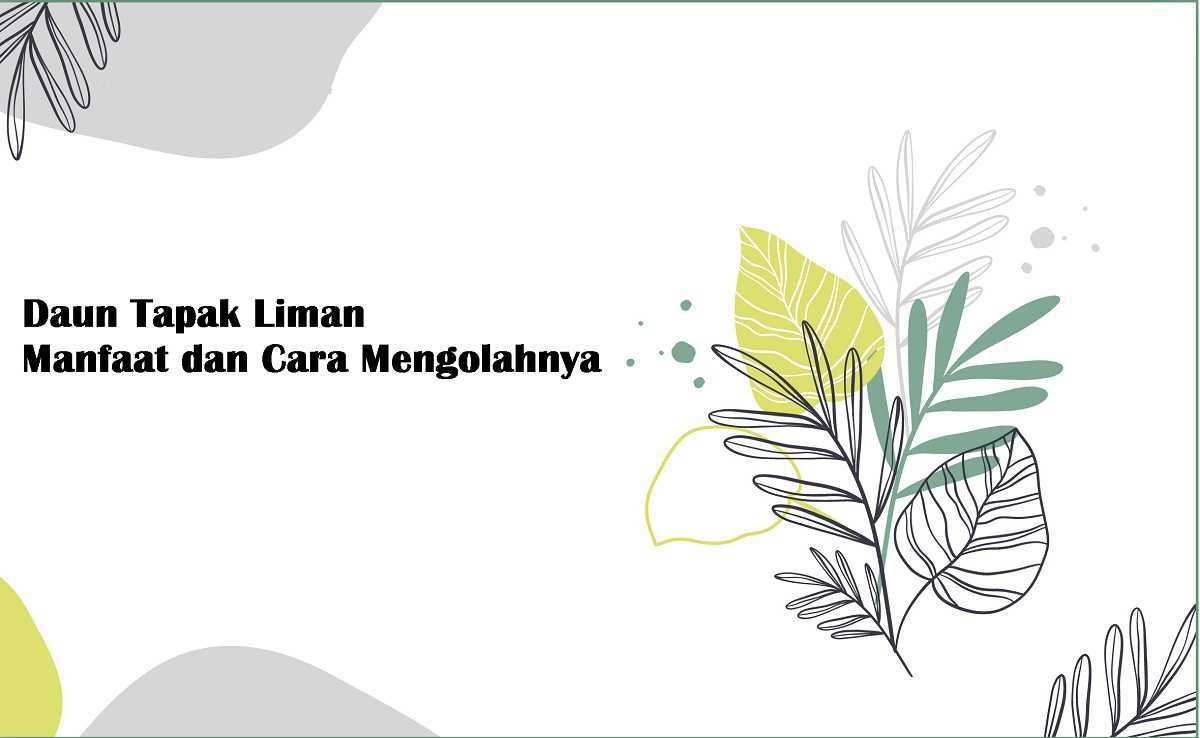 Manfaat Daun Tapak Liman dan Cara Mengolahnya