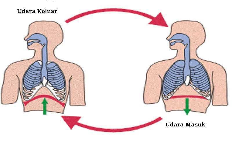 Sistem Pernapasan Dada Manusia