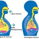 Sistem Pernapasan Perut Manusia