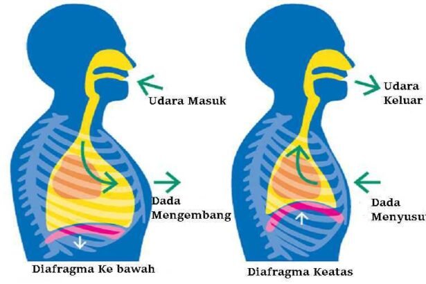 Sistem Pernapasan Perut Manusia
