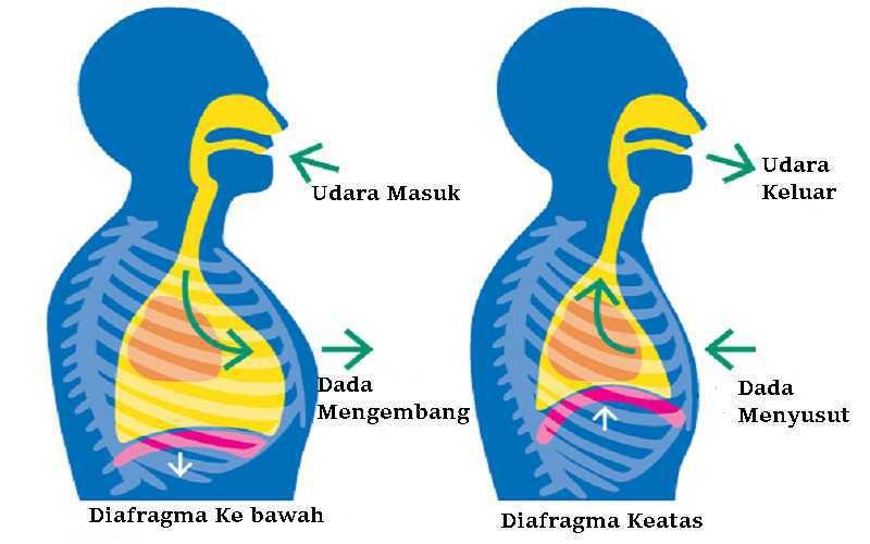 Sistem Pernapasan Perut Manusia