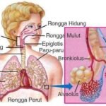 organ pernapasan manusia