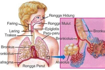 organ pernapasan manusia