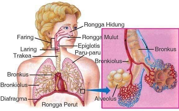 organ pernapasan manusia