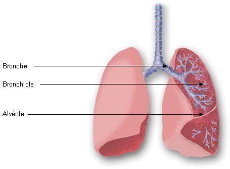 Organ pernafasan Bronkiolus manusia