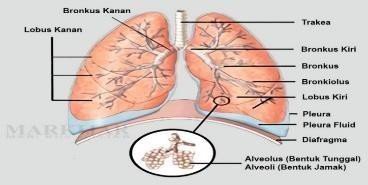 Organ Pernafasan Paru-paru manusia