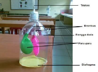 Percobaan Model Pernapasan