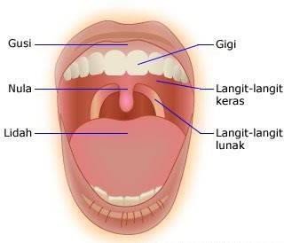 organ pencernaan mulut