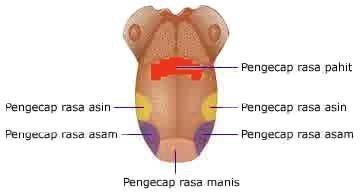 lidah