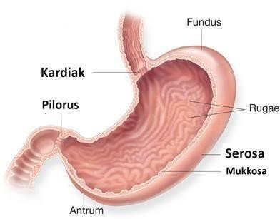 organ pencernaan lambung