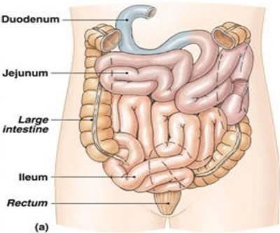 organ pencernaan usus halus