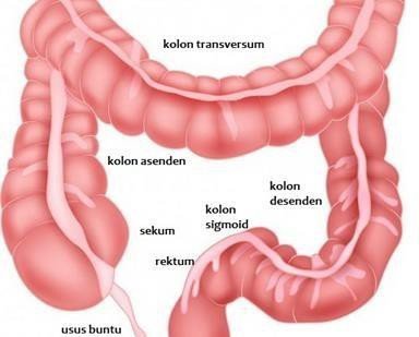 organ pencernaan manusia - usus besar
