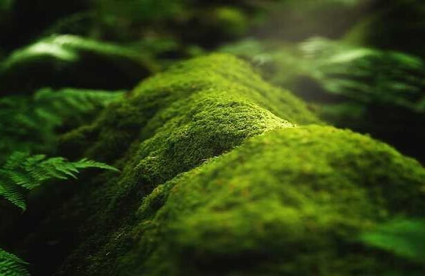 Contoh Adaptasi Tumbuhan