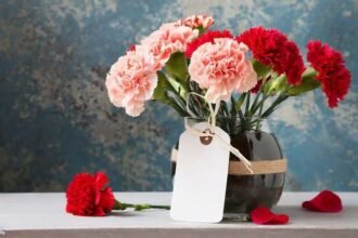 Bunga Anyelir (Carnation)