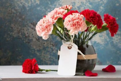 Bunga Anyelir (Carnation)